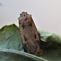 Moth and caterpillar