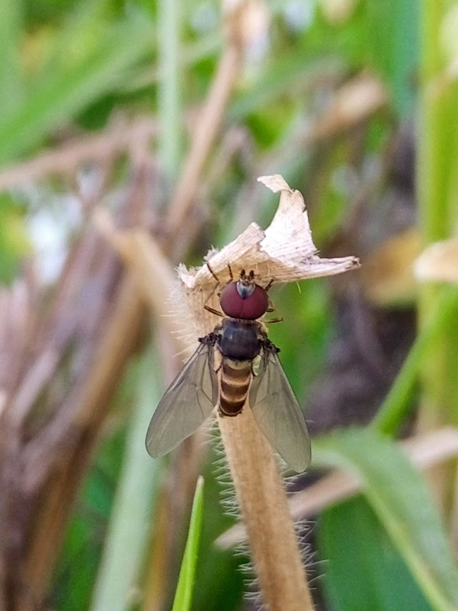 Allograpta exotica