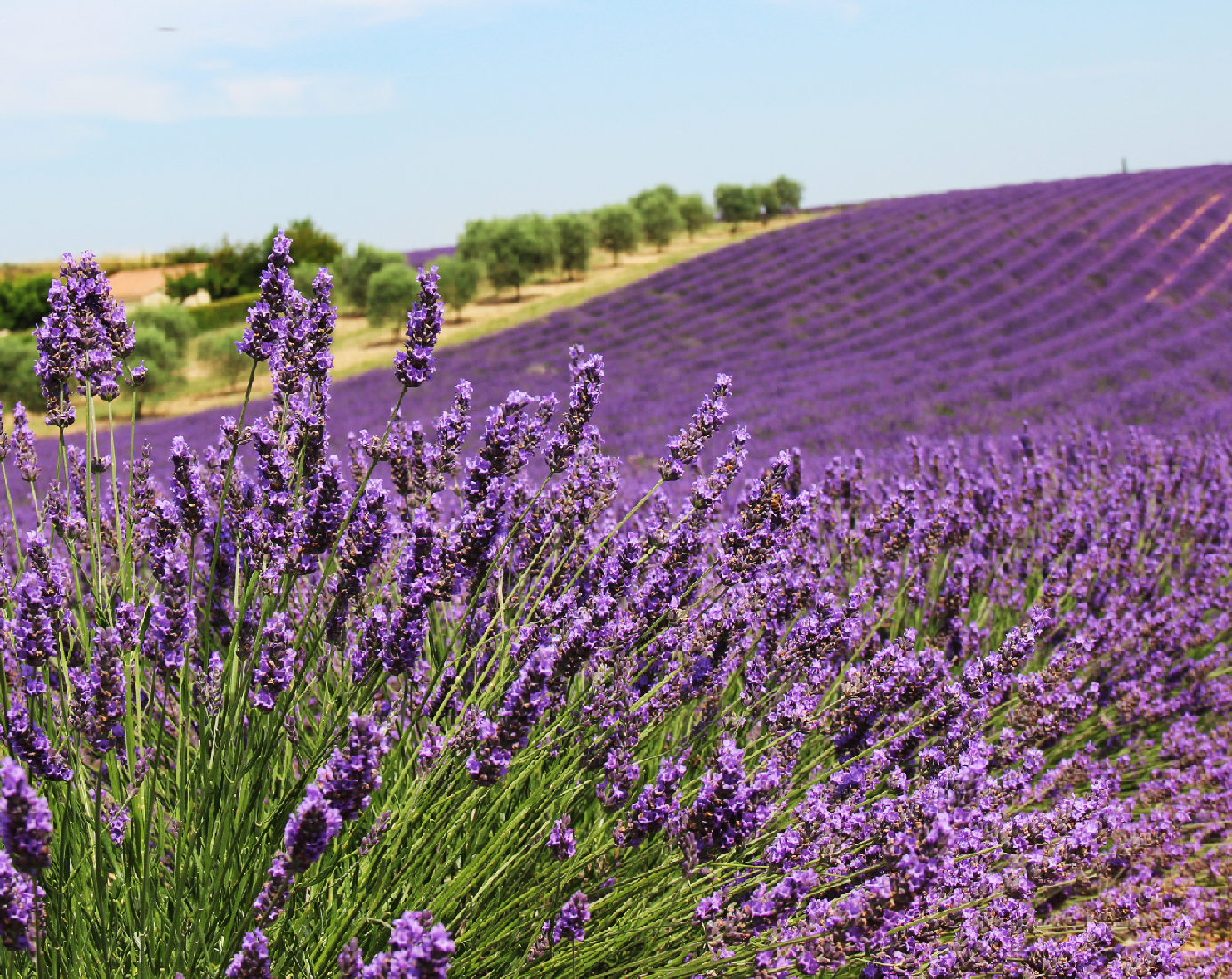 Collina viola di annalisaiuiuiui