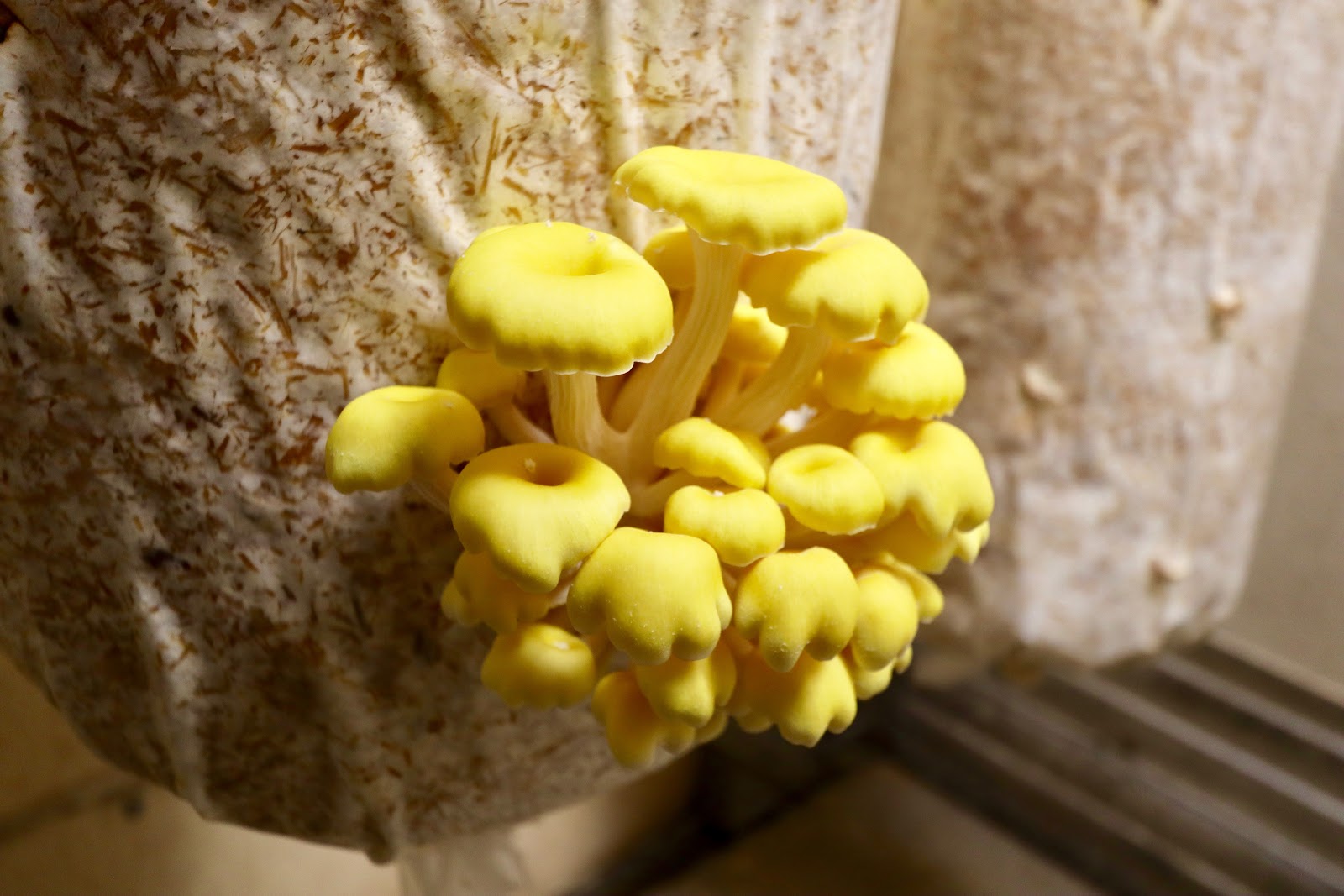 The golden mushrooms are grown in repurposed refrigerated truck trailers to create the perfect conditions for mushroom growing. The punching bag looking structures hanging from the ceiling are filled with compost made in house to provide the perfect nutrients the mushrooms require for growth. (Photo by Christine Hull for Bham Now) ﻿