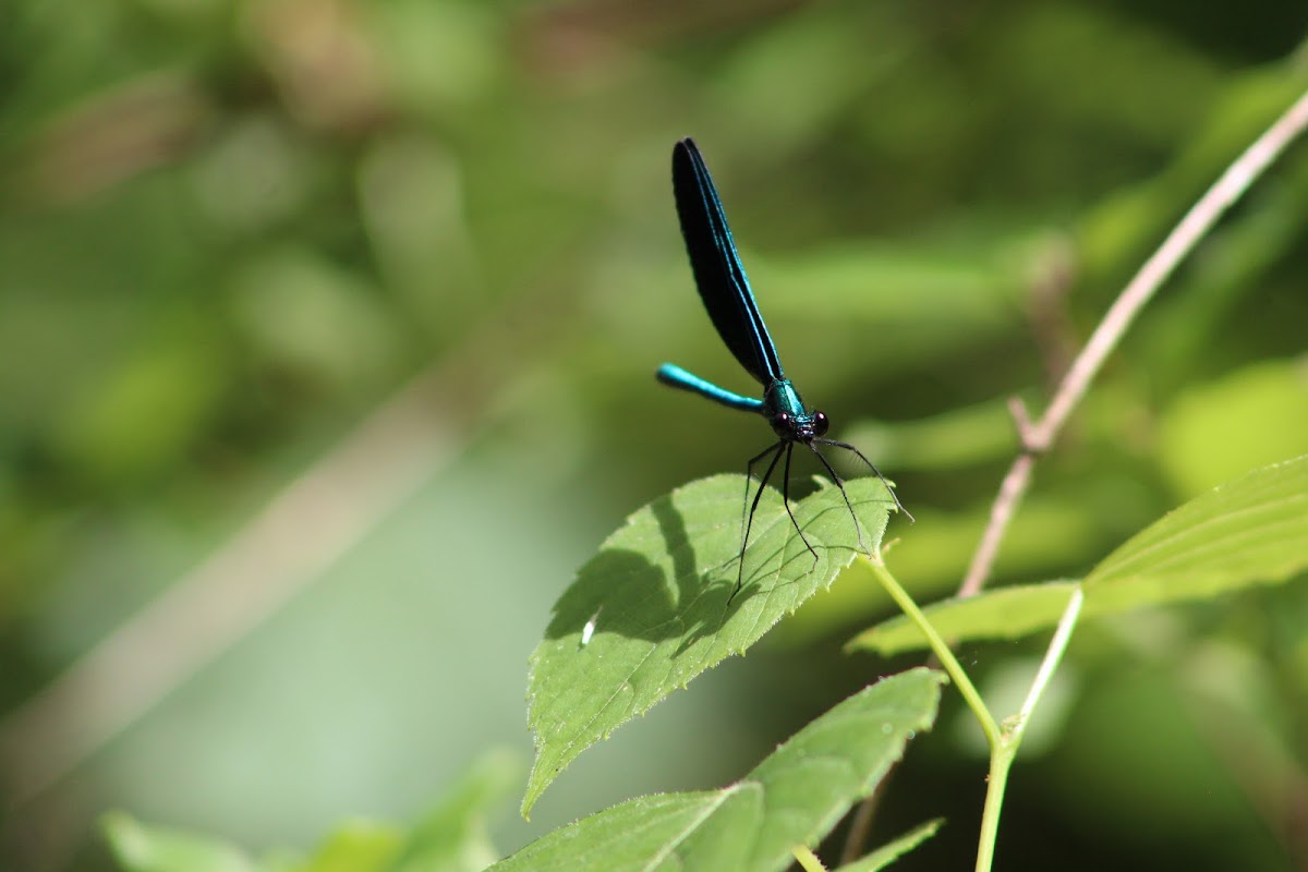 Ebony Jewelwing Damselfly