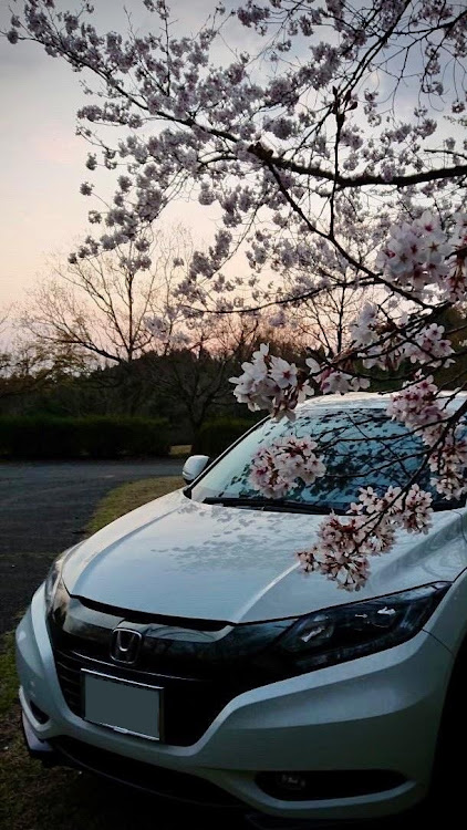 ヴェゼルの桜と愛車🌸・桜とコラボに関するカスタム事例の投稿画像6枚目