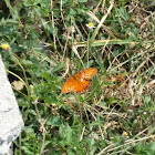 Gulf Fritillary