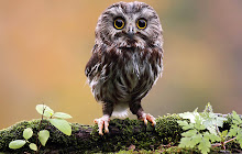 Cute Owls Tab small promo image