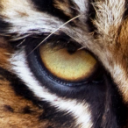 Sumatran Tiger theme Chrome extension download