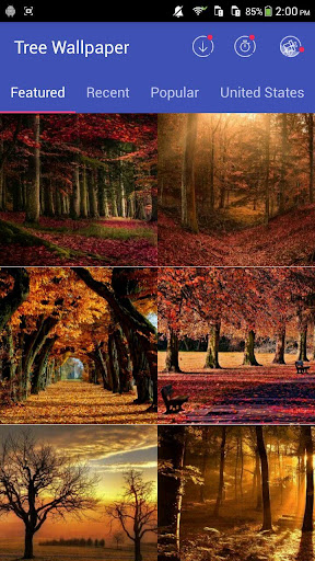 Beautiful Trees Wallpapers