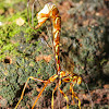 ♀ Giant Ichneumon Wasp