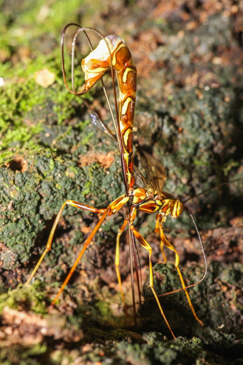 ♀ Giant Ichneumon Wasp