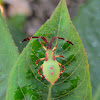 Euphorbia Bug nymph