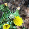 prickly sow-thistle