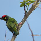 Coppersmith Barbet