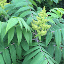 Sumac