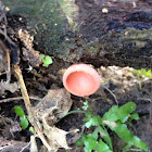 scarlet elf's cup