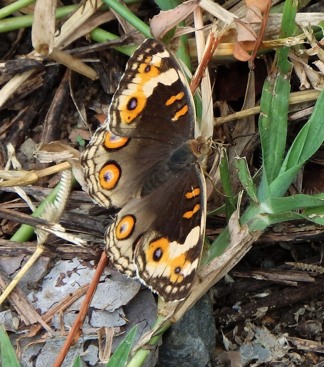 Blue Pansy Butterfly Female