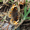 Blue Pansy Butterfly Female