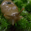 Pacific banana slug