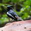 Oriental Magpie Robin