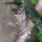 Bagworm Moth