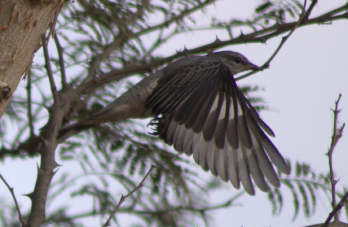 Large Cuckooshrike