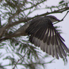 Large Cuckooshrike