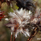 Indigo Bush