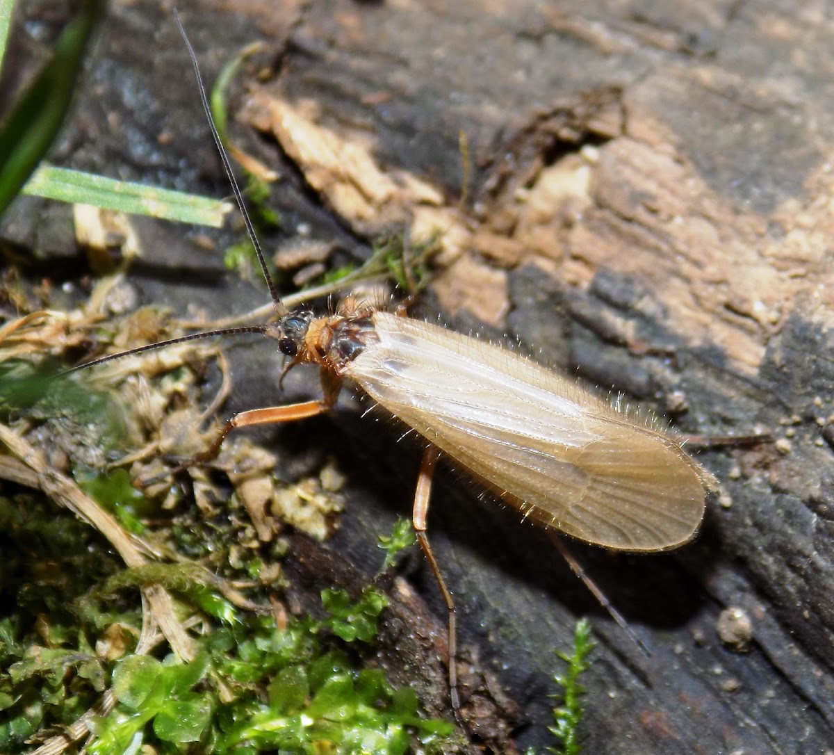 Caddisfly