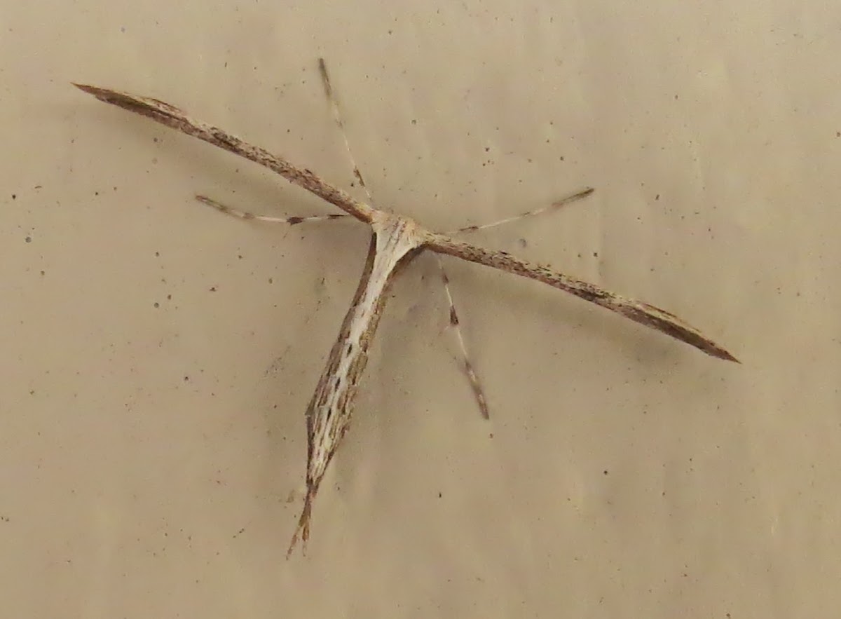 Morning-glory Plume Moth