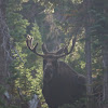 Moose