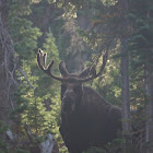 Moose