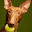 Pharaoh Hound Themes & New Tab