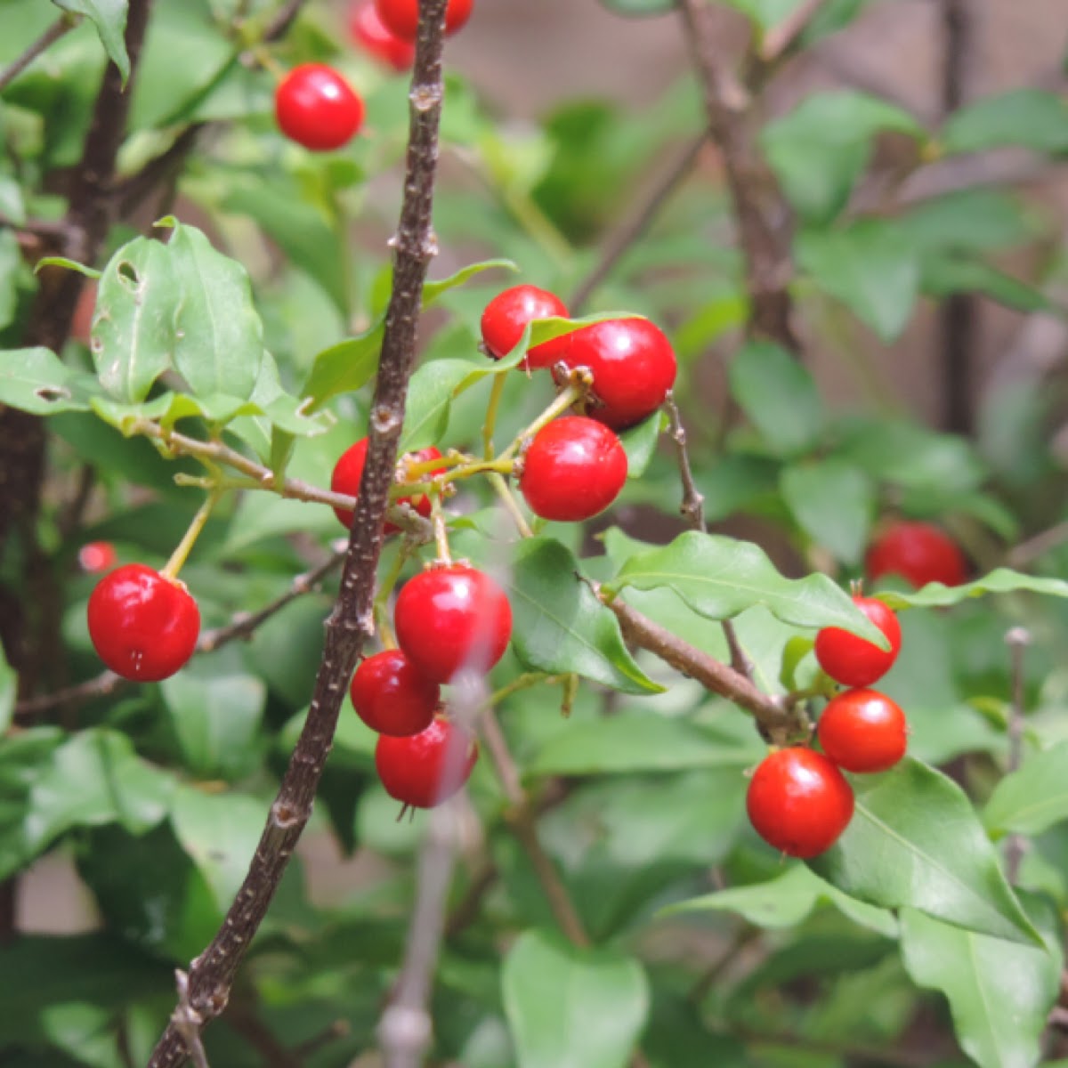 Barbados Cherry