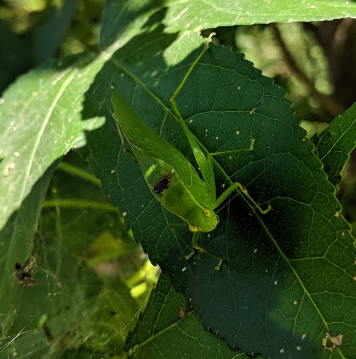 Greater Angel-Wing Katydid