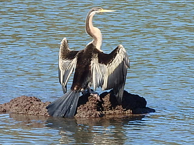 Australasian Darter