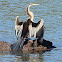 Australasian Darter