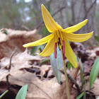 Dogtooth violet