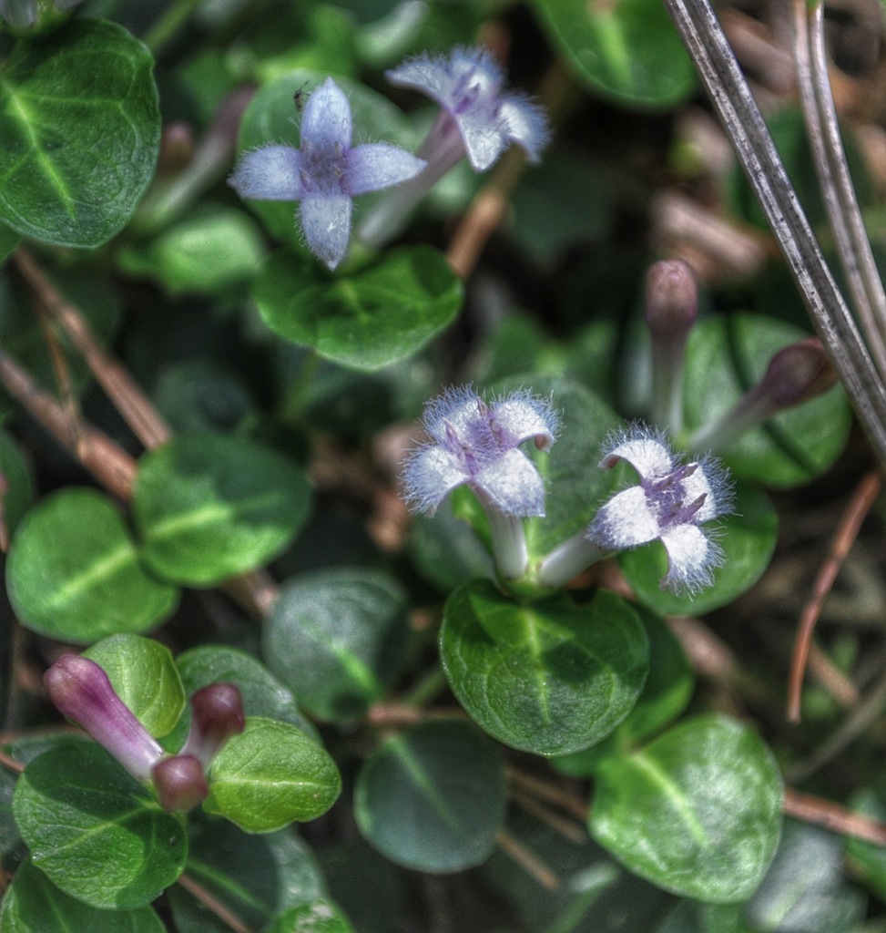 Partridgeberry