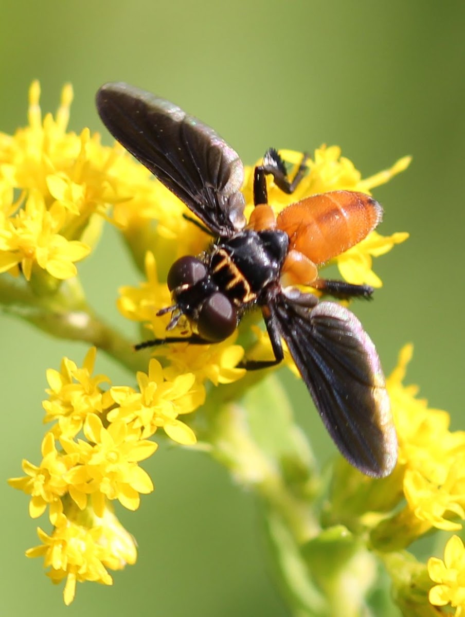 Feather-legged Fly