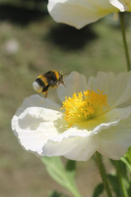 primavera di fabrizio_basta