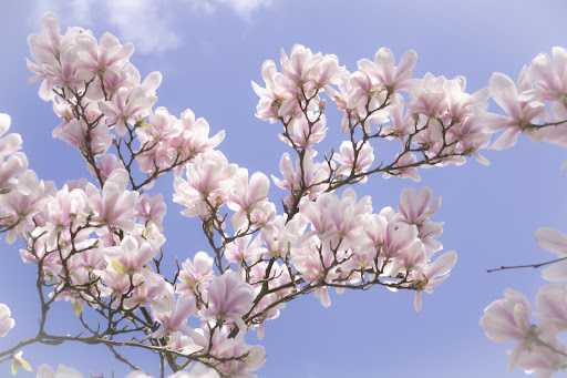 Blossom from the Magnolia