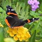 Red Admiral Butterfly