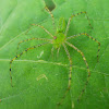 Green Lynx Spider