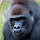 Gorillas Wallpapers New Tab Theme