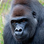 Gorillas Wallpapers New Tab Theme