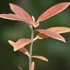 Velvetleaf Milkweed