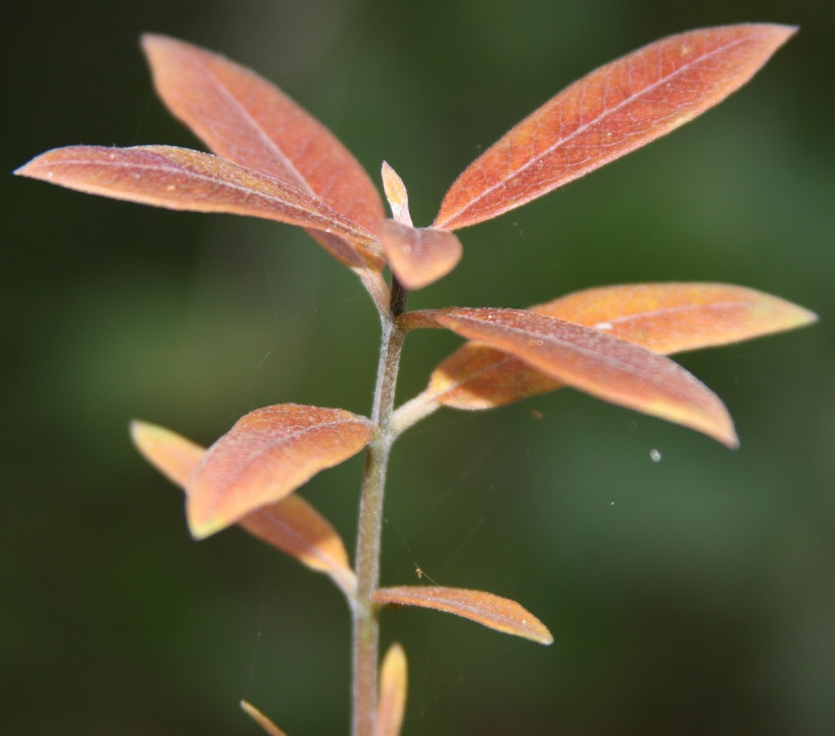 Velvetleaf Milkweed