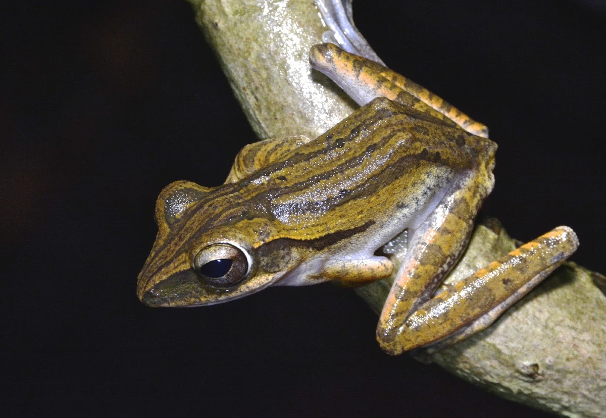 Four-Lined Tree Frog