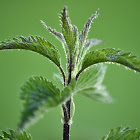 Stinging nettle