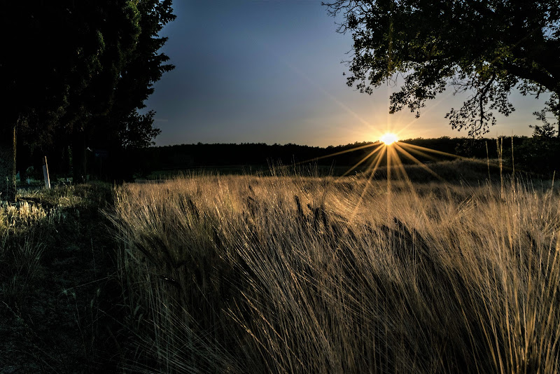 Spighe al tramonto di AndreaCio