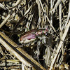 Festive Tiger Beetle