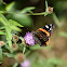 Red Admiral